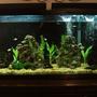 55 gallons freshwater fish tank (mostly fish and non-living decorations) - This is my 55 gallon tank. I'm still fairly new to the hobby.