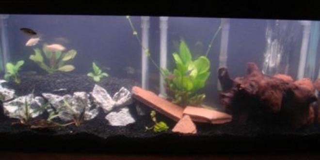 55 gallons planted tank (mostly live plants and fish) - 2 level tank with live plants, please leave me comments on your thoughts for advice