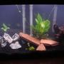 fish tank picture - center