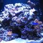 24 gallons reef tank (mostly live coral and fish) - 24 gallon reef