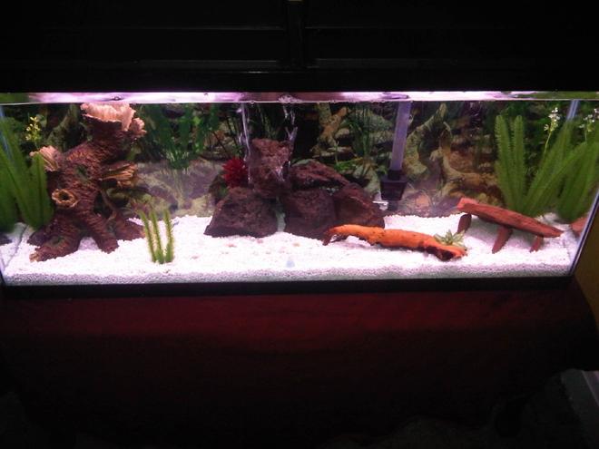 55 gallons freshwater fish tank (mostly fish and non-living decorations) - This is, for the most part, my final product. I will probably end up putting in a few more hiding spots and install the new LED bubble wand but other than that, I think she looks good.