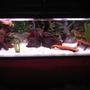 fish tank picture - This is, for the most part, my final product. I will probably end up putting in a few more hiding spots and install the new LED bubble wand but other than that, I think she looks good.