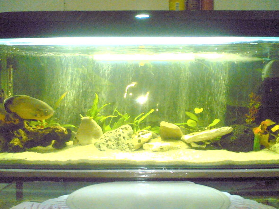 55 gallons freshwater fish tank (mostly fish and non-living decorations) - my 55gal oscar tank busy upgrading too a 150gal