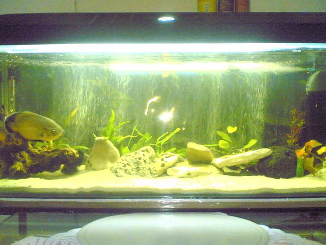 55 gallons freshwater fish tank (mostly fish and non-living decorations) - my 55gal oscar tank busy upgrading too a 150gal