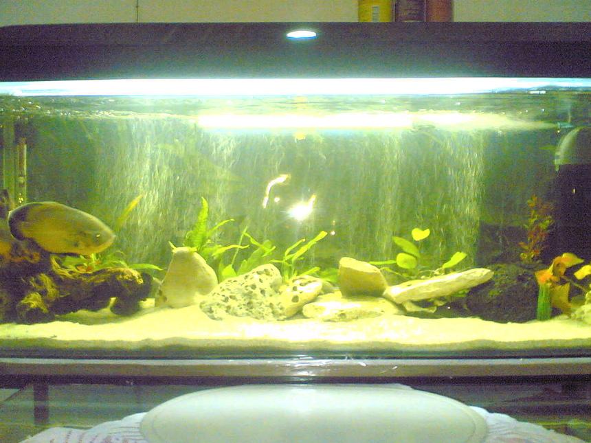 Rated #344: 55 Gallons Freshwater Fish Tank - my 55gal oscar tank busy upgrading too a 150gal