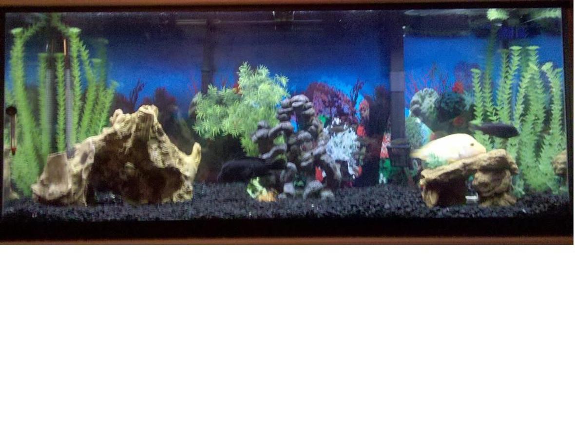 fish tank picture - up close