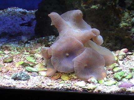 corals inverts - actinodiscus sp. - blue mushroom stocking in 55 gallons tank - Mushrooms