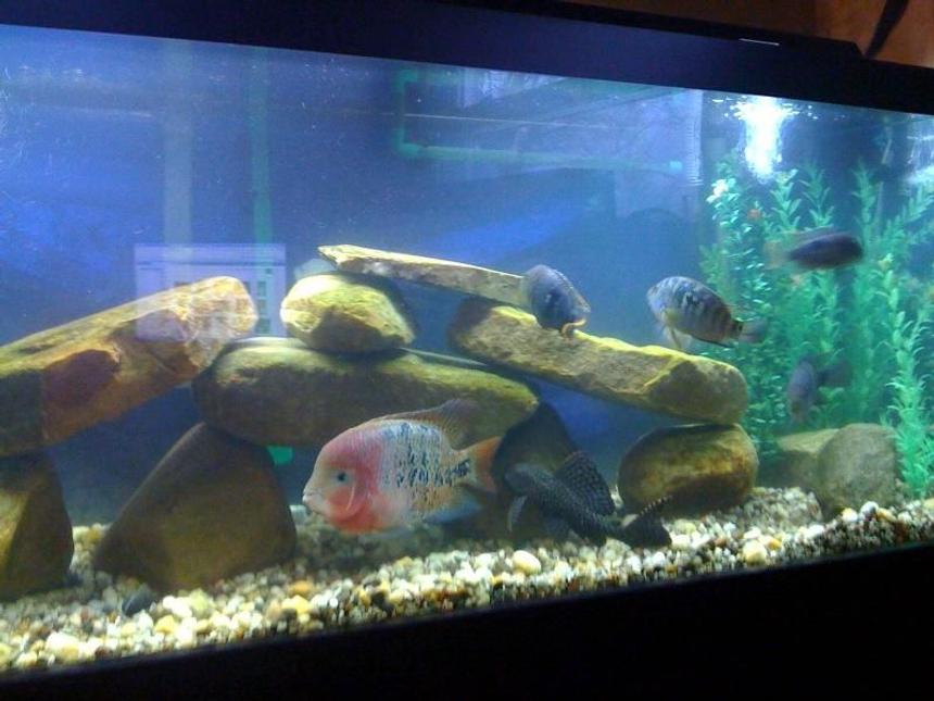 Rated #266: 75 Gallons Freshwater Fish Tank - Main Pic