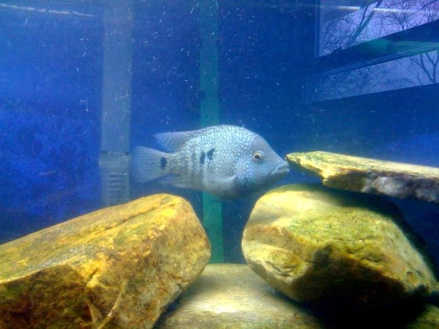 Rated #909: Freshwater Fish - Herichthys Carpinte - Green Texas Cichlid Stocking In 75 Gallons Tank - Texas cichlid