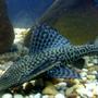 freshwater fish - glyptoperichthys gibbiceps - sailfin pleco (l-83) stocking in 75 gallons tank - pleco