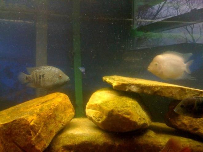 freshwater fish - herichthys carpinte - green texas cichlid stocking in 75 gallons tank - Convict and  Texas cichlid
