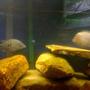 freshwater fish - herichthys carpinte - green texas cichlid stocking in 75 gallons tank - Convict and Texas cichlid