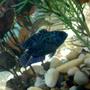 freshwater fish - nandopsis octofasciatum - electric blue jack dempsey stocking in 75 gallons tank - electric blue jack dempsey