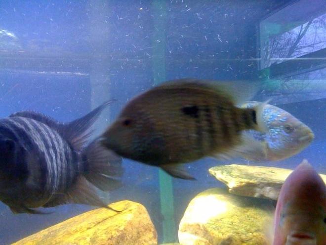 freshwater fish - herichthys carpinte - green texas cichlid stocking in 75 gallons tank - pic