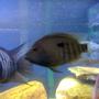 freshwater fish - herichthys carpinte - green texas cichlid stocking in 75 gallons tank - pic