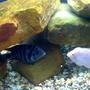 freshwater fish - archocentrus nigrofasciatus - black convict cichlid stocking in 75 gallons tank - Convicts
