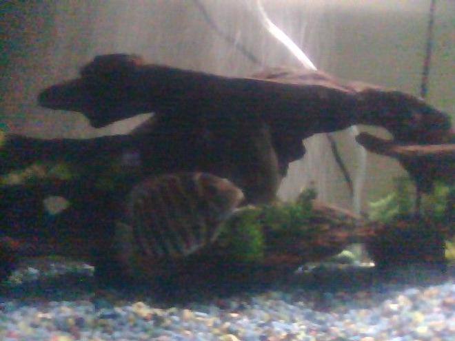 freshwater fish - heros serverus - green severum stocking in 55 gallons tank - my female severum