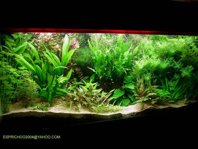 140 gallons planted tank (mostly live plants and fish) - fish paradise