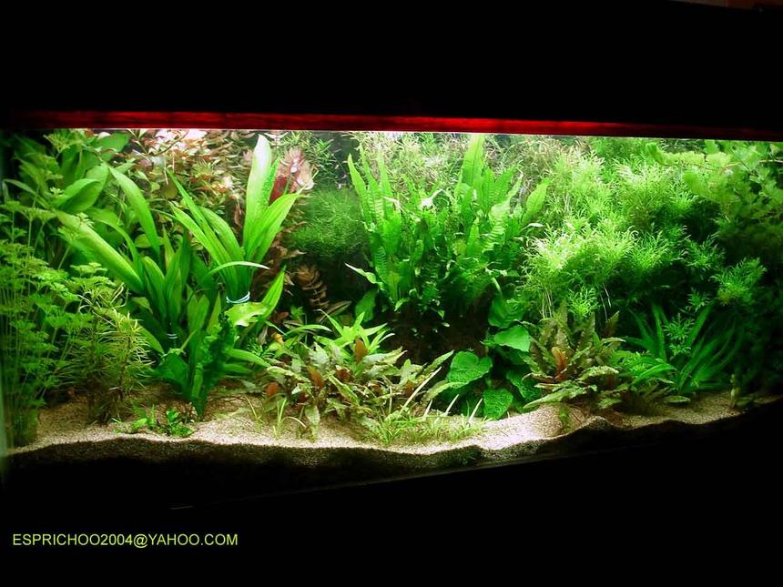 Rated #13: 140 Gallons Planted Tank - fish paradise