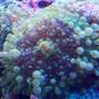corals inverts - ricordea florida - ricordea mushroom, blue/green stocking in 55 gallons tank - Ricordea Yuma