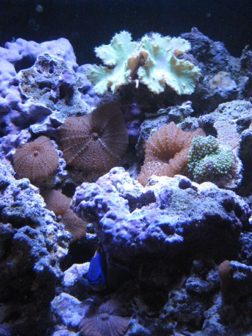 corals inverts - actinodiscus sp. - red mushroom stocking in 24 gallons tank - brown pimple mushrooms, ricordea, and a green leather coral with the fiji devil hiding between the rocks