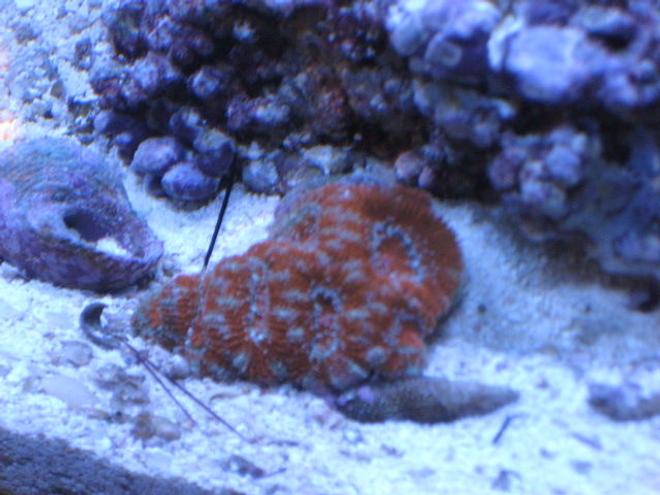 corals inverts - acanthastrea lordhowensis - aussie acan lord coral stocking in 24 gallons tank - Acan