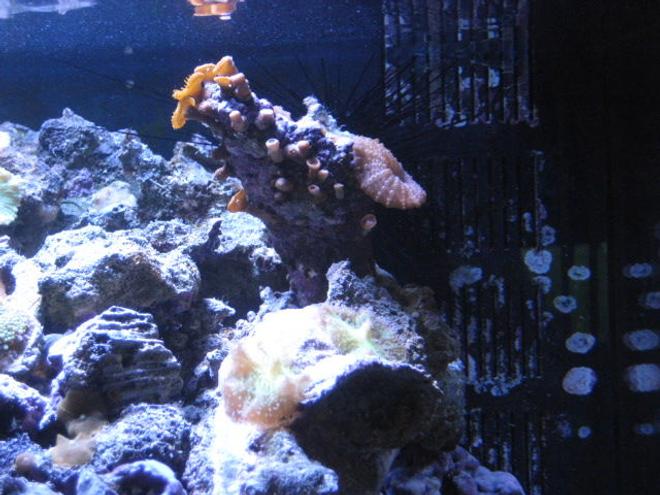 corals inverts - protopalythoa sp. - button polyp stocking in 24 gallons tank - button polyps with sea urchin in the background
