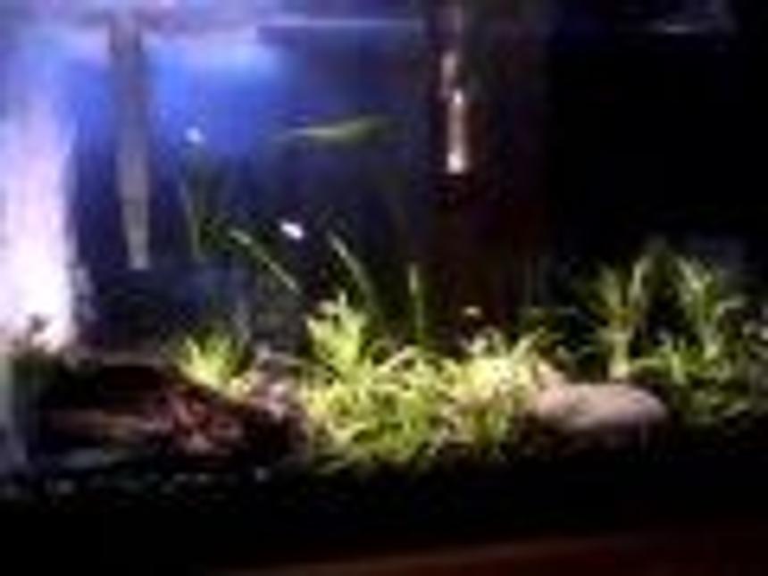 Rated #2206: 10 Gallons Planted Tank - Planted tank with gold tetras