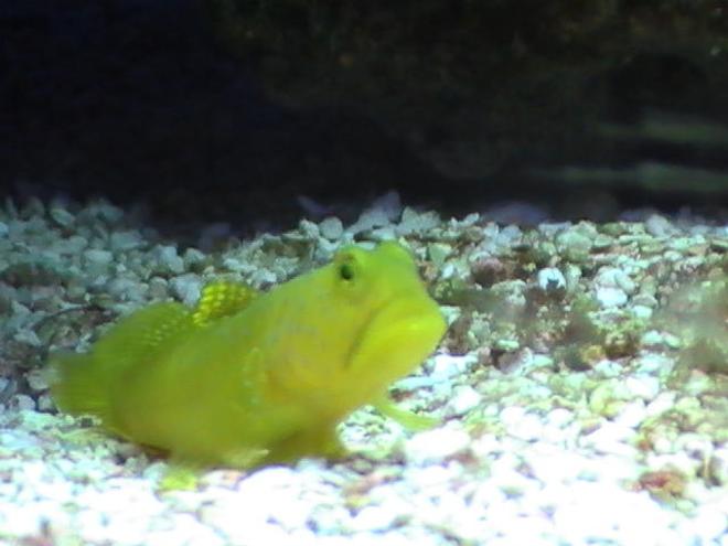 saltwater fish - cryptocentrus cinctus - yellow watchman goby stocking in 55 gallons tank - Goby peeking out