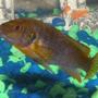 freshwater fish - iodotropheus sprengerae - rusty cichlid stocking in 46 gallons tank - My Rusty Cichlid