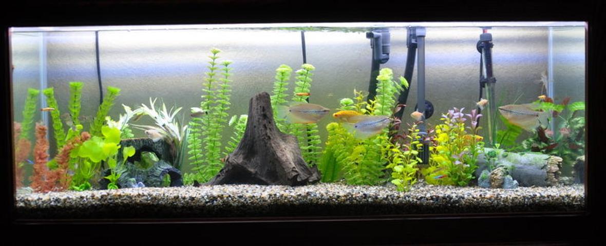 55 gallons freshwater fish tank (mostly fish and non-living decorations) - 55 gallon freshwater aquarium.