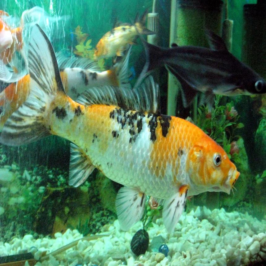 Rated #35: Freshwater Fish - Cyprinus Carpio - Koi Stocking In 30 Gallons Tank - my hungry koi fish...(yasir)