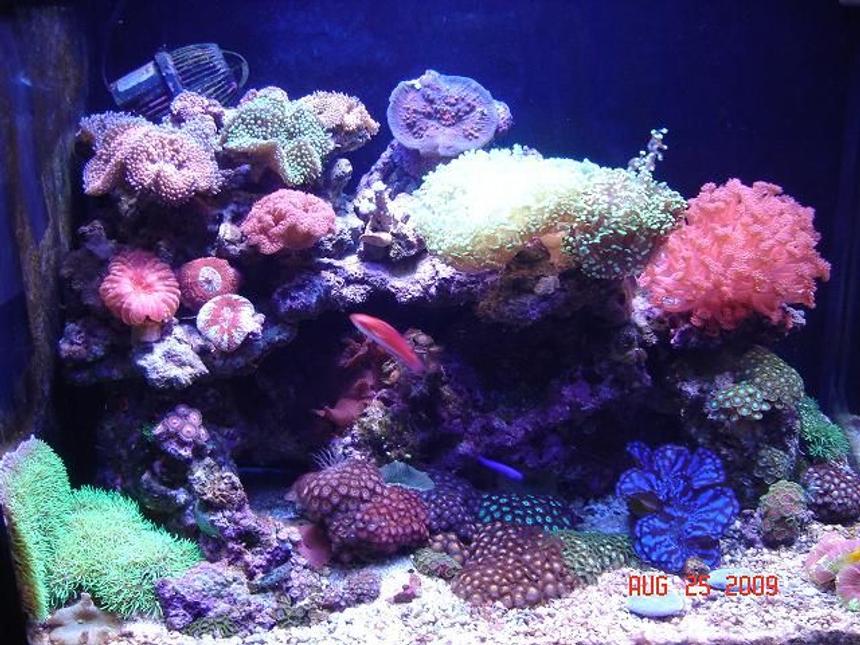 Rated #76: Corals Inverts - Zoanthus Sp. - Colony Polyp Stocking In 30 Gallons Tank - 30 gal small reef