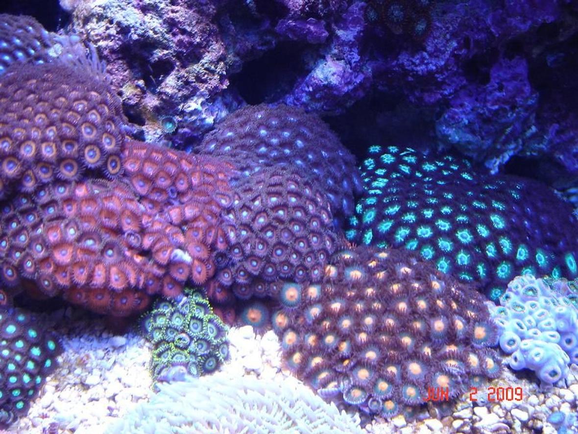 corals inverts - zoanthus sp. - colony polyp stocking in 30 gallons tank - Zoanthus