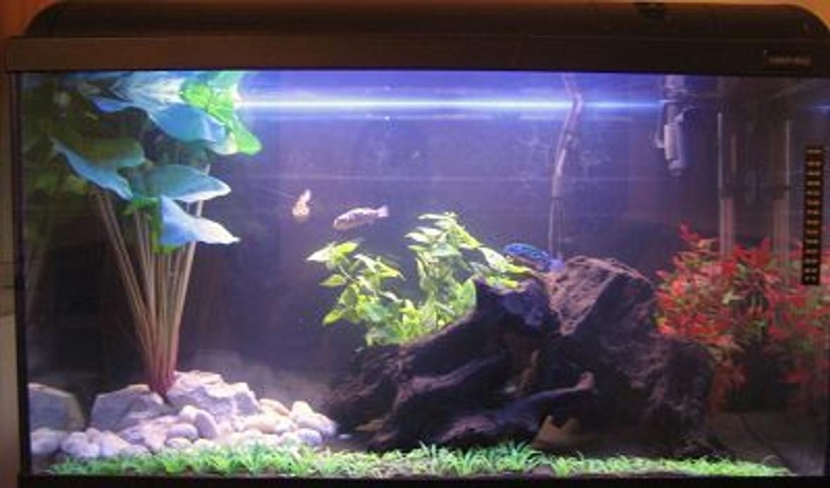 33 gallons freshwater fish tank (mostly fish and non-living decorations) - Brackish system. Only been running since the end of december. Thanks for looking and please rate.