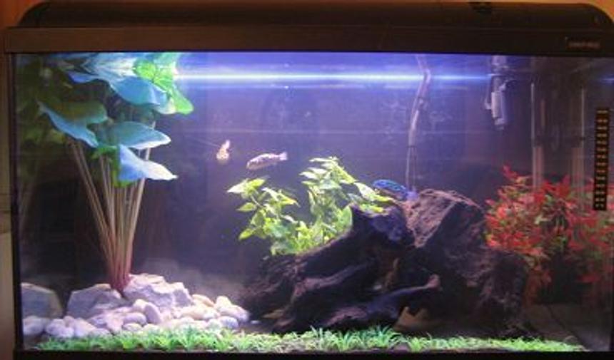 Rated #225: 33 Gallons Freshwater Fish Tank - Brackish system. Only been running since the end of december. Thanks for looking and please rate.