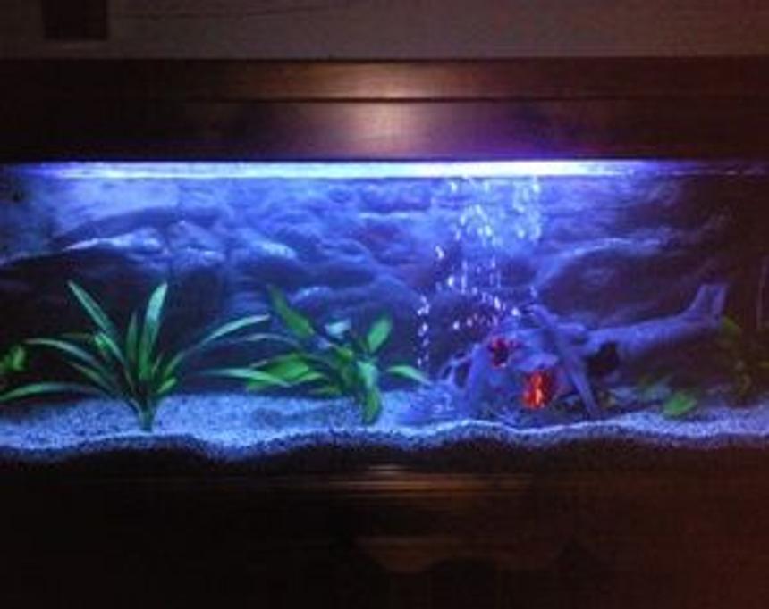 Rated #240: 135 Gallons Freshwater Fish Tank - 6FT tank with oscars, its our first tank, and still a working progress
 This is not a good pic, will try and get a better one up asap.