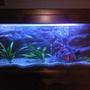 135 gallons freshwater fish tank (mostly fish and non-living decorations) - 6FT tank with oscars, its our first tank, and still a working progress This is not a good pic, will try and get a better one up asap.