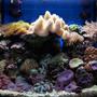 11 gallons reef tank (mostly live coral and fish) - Nano Reef