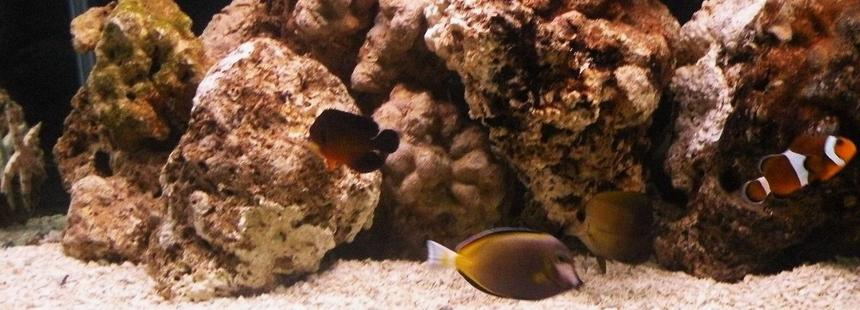 Rated #42: Saltwater Fish - Acanthurus Japonicus - Powder Brown Tang Stocking In 75 Gallons Tank - February 2010 New tank set-up Gold Rim Tang, Scopas Tang, Clown, Coral beauty, Sand Sifter Star fish.