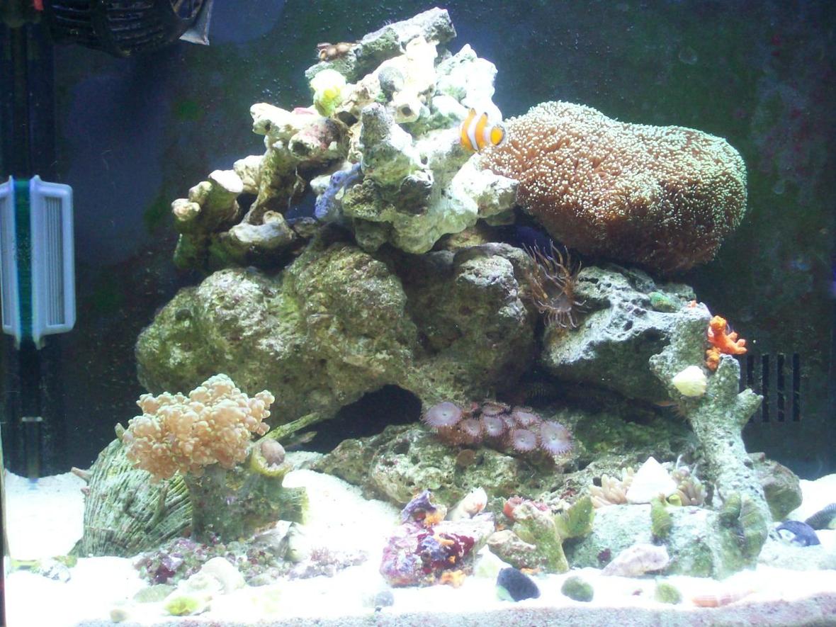 14 gallons reef tank (mostly live coral and fish) - bio-cube