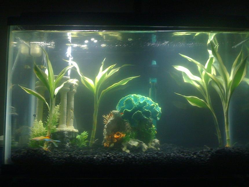 Rated #213: 36 Gallons Planted Tank - This is my first fish tank, a ten gallon one.  It is two weeks old, and pretty much a clean slate, I am looking for suggestions of where to go from here...