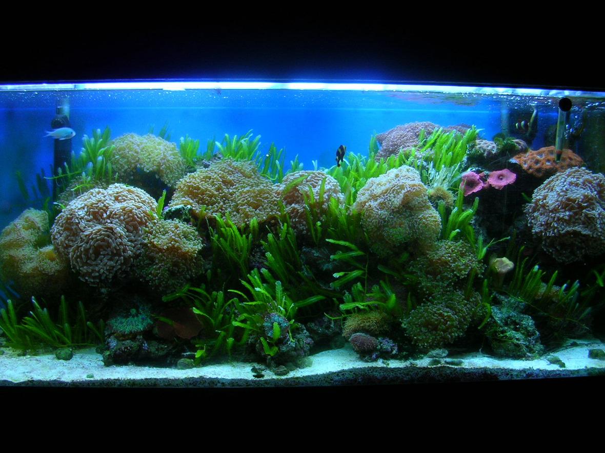 75 gallons reef tank (mostly live coral and fish) - my tank