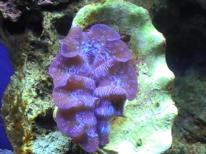 corals inverts - tridacna crocea - crocea clam stocking in 55 gallons tank - My Clam