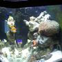 14 gallons reef tank (mostly live coral and fish) - new