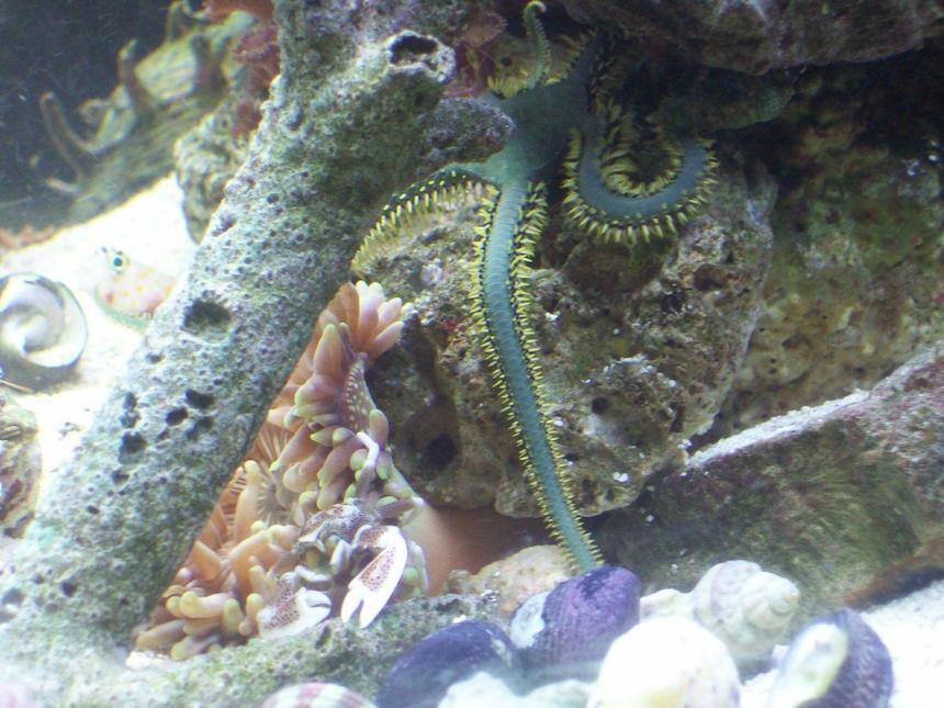 Rated #21: Corals Inverts - Ophiothrix Sp. - Brittle Sea Star Stocking In 14 Gallons Tank - salt water tank