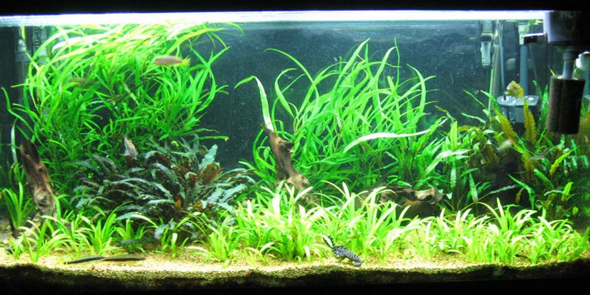Rated #35: 86 Gallons Planted Tank - Aquatic Delight.