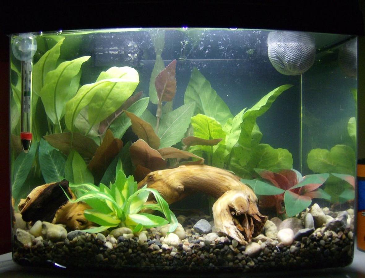 fish tank picture - 3 gallon eclipse. No fish yet - still cycling.