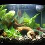 fish tank picture - 3 gallon eclipse. No fish yet - still cycling.