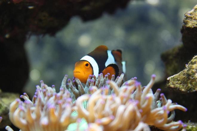 saltwater fish - amphiprion percula - true percula clownfish stocking in 120 gallons tank - My female Perc at home
